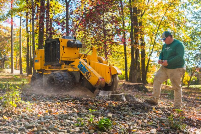 tree root removal